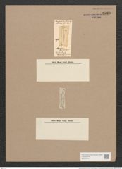 Amphora flexuosa Grev. (de-Toni-Nr.: Genus 36, Species 1511) Zeichnungen Sammlung Grunow Nr. 2930 (NHMW-BOT-W0370276)